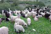 Uttarakhand News, Animal Disease, Pithoragarh News, Uttarakhand Hindi news