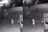 CAT Dance