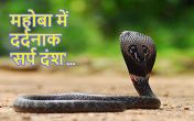 Cobra Snake, Cobra bitten, Cobra Kills Children, Mahoba News, Viral News, Trending News, UP News
