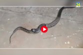 viral video python eats cobra