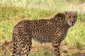 Kuno Cheetah Death