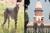 Kuno Cheetah Project news