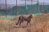 Kuno National Park tejas leopard died