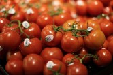 Tomato Price