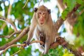 Viral News, monkey Video, Rampur News, Rampur Viral News, UP News