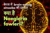 brain-eating amoeba