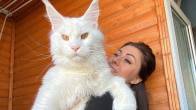 World biggest cat, cat open door himself, Kefir cat, trending news, viral news, Russian big cat, shocking news