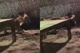 animal video