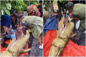 crocodile