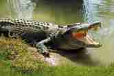crocodile