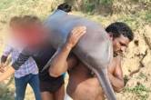 dolphin eat case, uttar pradesh news, kaushambi news, gangetic dolphin, up police, national aquatic animal, fishermen, up news