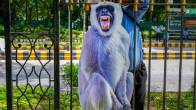 G20 Summit Prevent Langur Menace