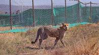cheetah died