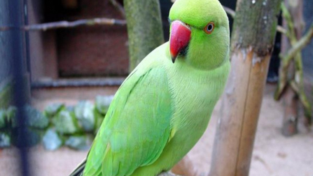 LIU Inspectors parrot missing, LIU Inspectors parrot missing in Meerut, Meerut Viral News, UP News
