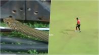 LPL 2023 Big Snake Entry in Cricket ground