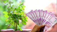 Tulsi Parikrama Benefits, Tulsi Upay, Tulsi Niyam, Mata Laxami, Mata Laxami Ke Upay, Tulsi Ke Upay