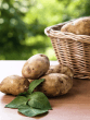 potato for weight loss health tips