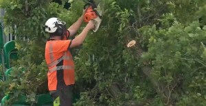 ind vs ire tree cutting dublin