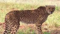 kuno cheetah death