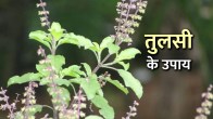 jyotish tips, dharma karma, tulsi ke upay, tulsi ke totke