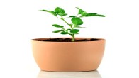 5 Lucky Plants