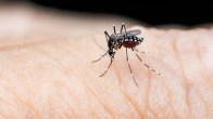 Chhattisgarh Dengue Cases, Raipur Dengue Cases, Dengue Cases News, Health Department, Chhattisgarh News, Raipur News