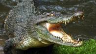 Crocodile