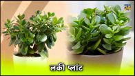 lucky Money Plant