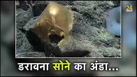 Spooky Golden Egg, Pacific Ocean, Prashant Mahasagar, US Scientist
