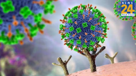 Nipah Virus, Nipah Bangladesh Strain, ICMR, Kerala