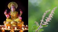 Tulsi Bad Omens