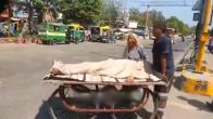Viral Video, Old mother Video, Meerut Video, Trending Video, UP Video, UP Video News