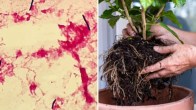 Blackleg bacteria, Australian woman