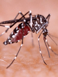 Diet For Dengue Recovery