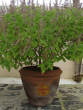 tulsi vastu tips, Kalawa Remedies