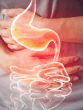 digestive system
