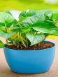 Money plant