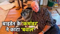 US President Biden Dog Commander Bites Secret Service Agent