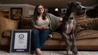 world tallest dog