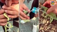 CPR to Chameleon, CPR Video, lizard medical care, viral news, viral video news