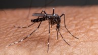 Dengue Fever Dengue Pill Tested