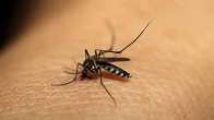 Dengue in Bihar