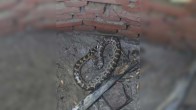 Drunk Man Reaches Petrol Pump With Python in Hand in Kerala, Kerala News, Viral News