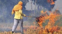UP, Farmers, burning stubble, satellite photos, DM,