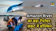 दुनिया की दूसरी सबसे बड़ी Amazon River में पड़ा सूखा, डॉल्फिन संकट में, सात दिन में 100 से ज्यादा की मौत
