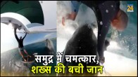 Viral Video, Surfing, whale, Sydney beach