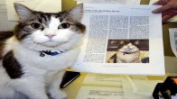 Oscar The Therapy Cat