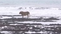 Viral Video, Lion Video, Lion in Arabian Sea, Arabian Sea, Junagadh Viral Video, Lion Funny Video