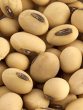 Soybean Benefits