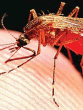 Dengue Diet for increasing Hemoglobin